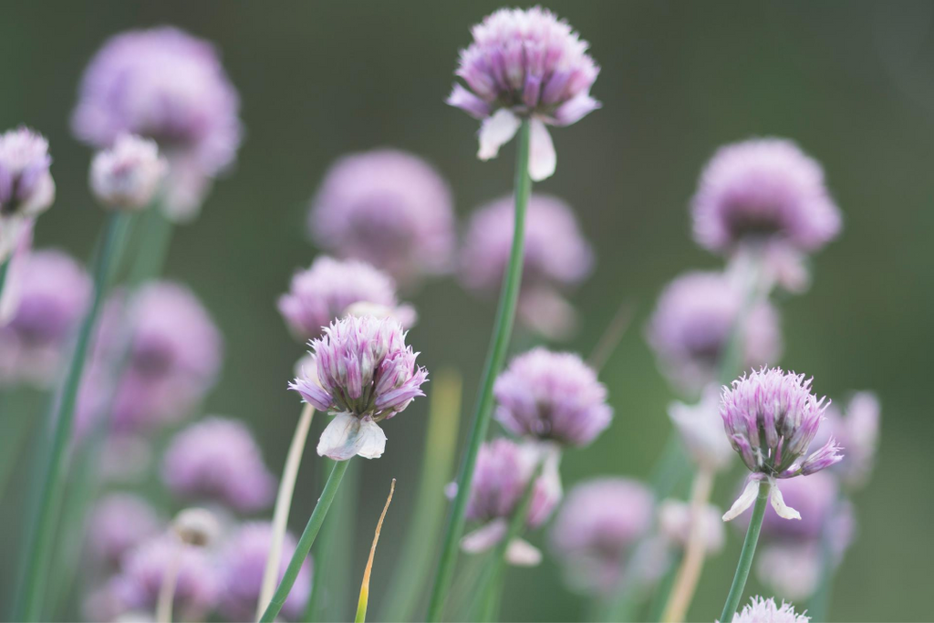 Red Clover